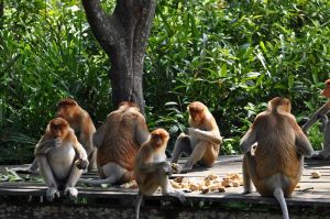 Kép forrása: Shankar S. – Flickr.com, CC