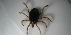 A kép forrása: masfelfok.hu