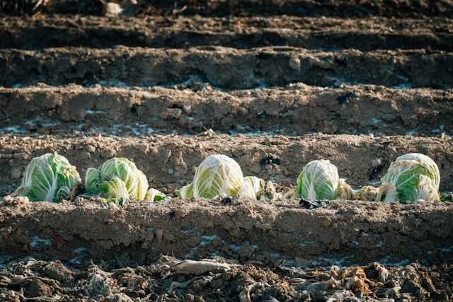 A kép forrása: Unplash/insung-yoon