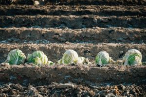 A kép forrása: Unplash/insung-yoon